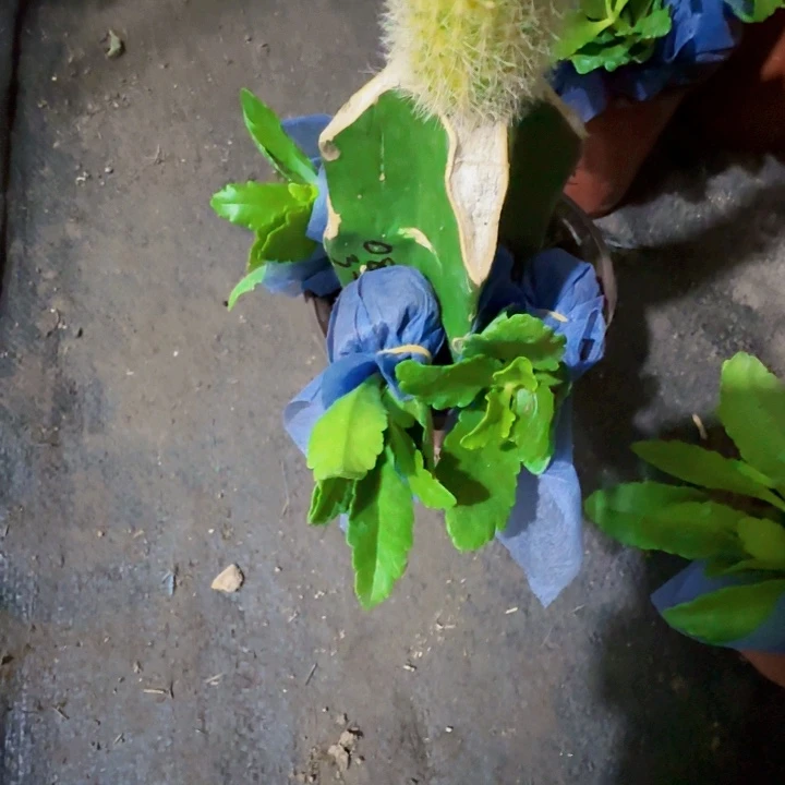 玉***你无花朵长寿红灯，3棵0811