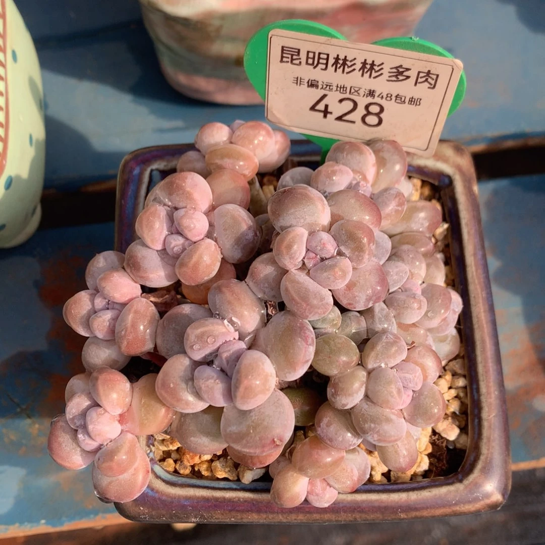 丸叶香玉矮桩平头428
