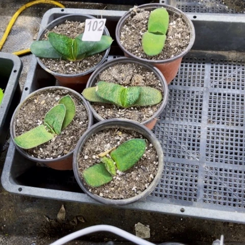 102卧牛一物一图如图脱土