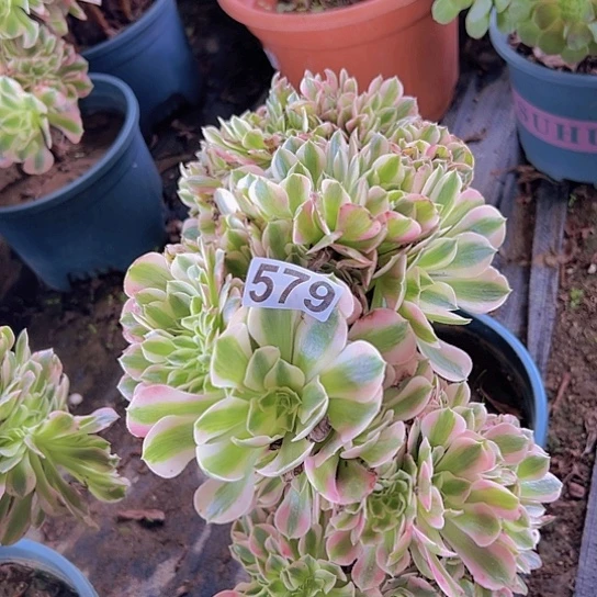 ****静多肉植物一个女巫追