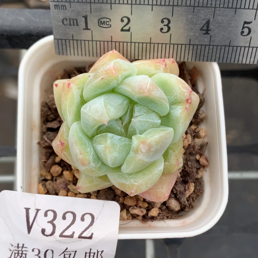 322。石化白泽糖心。