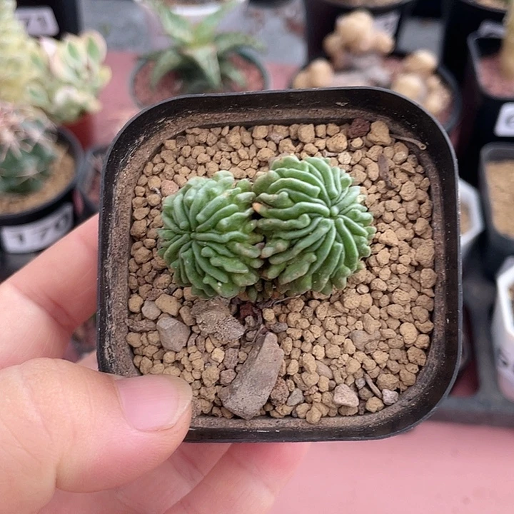 031双头蝌蚪仙人球