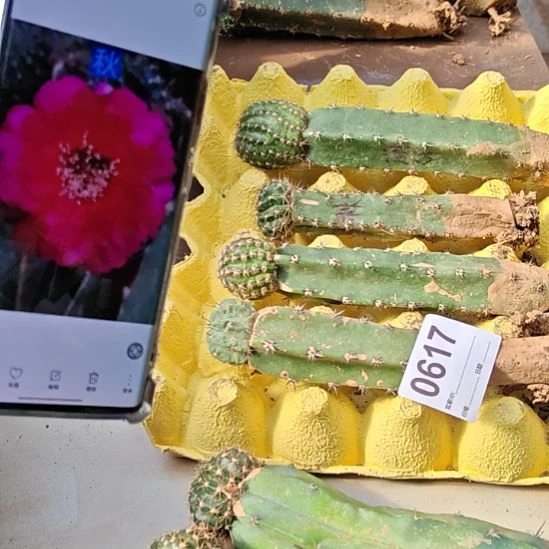 丽花4棵嫁接红喉，魅影秋丽约清617