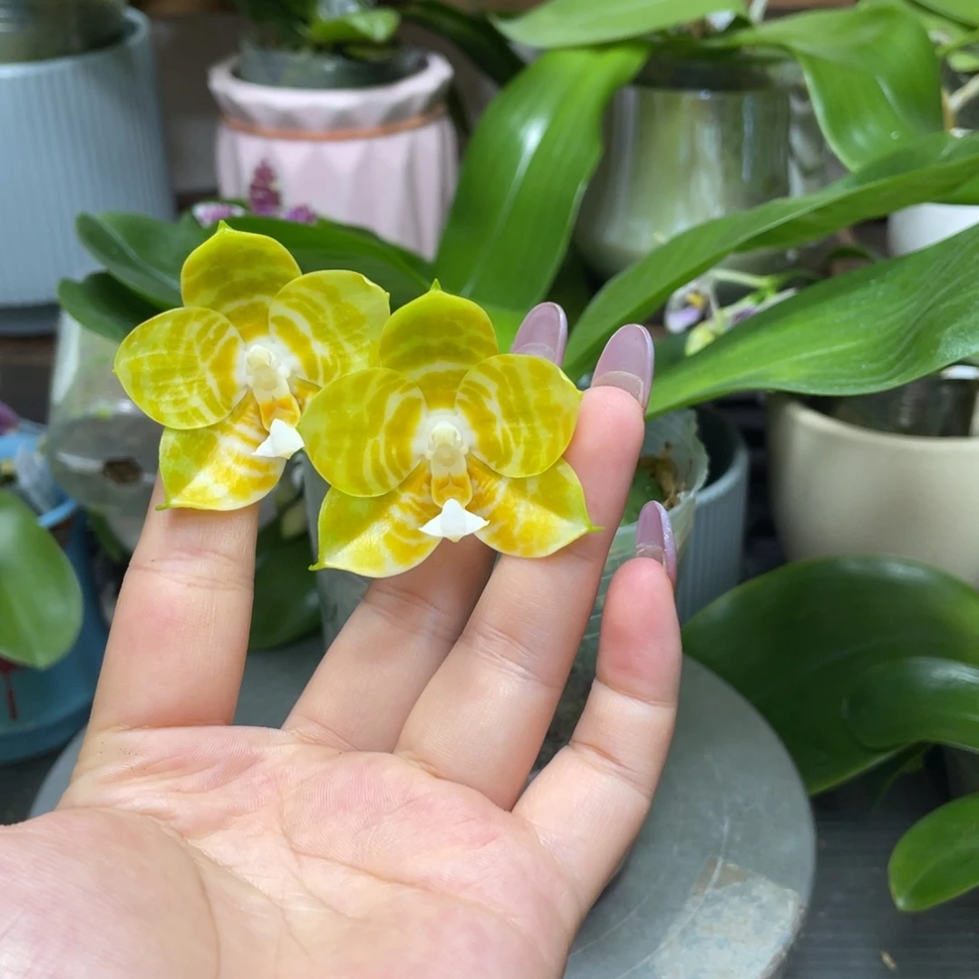 完全开放弥陀反射王开花株