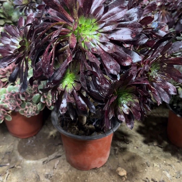 多肉植物法师墨法47