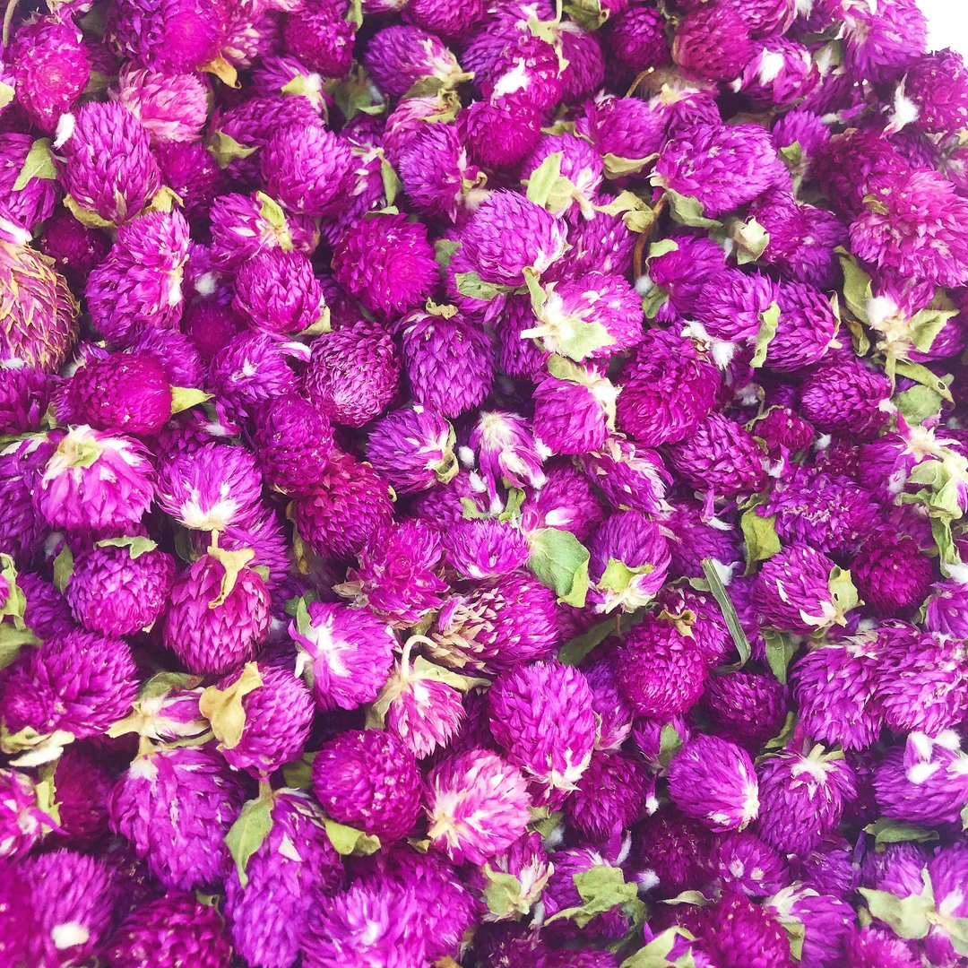 云南大理 高海拔紫巧梅