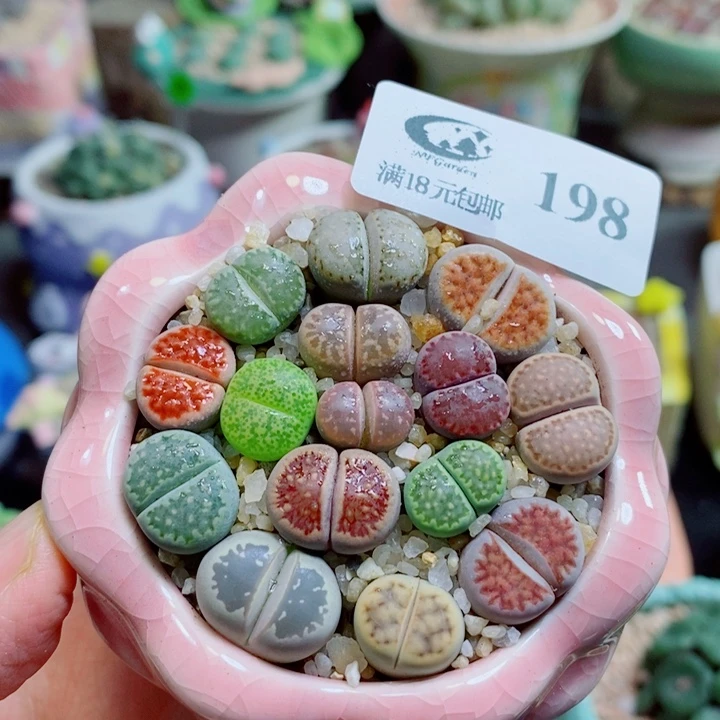 生石花花花花开了198