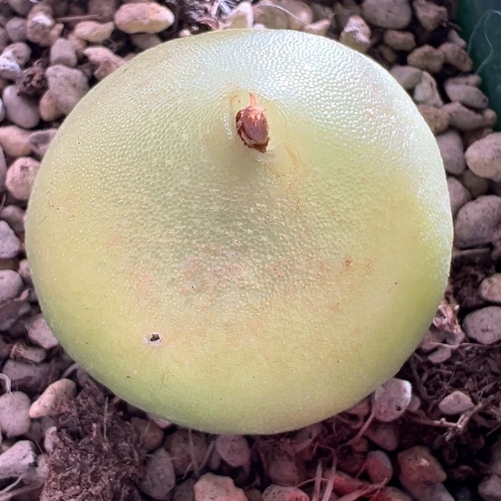 A483.  优选哈默大灯泡2.6尺寸。