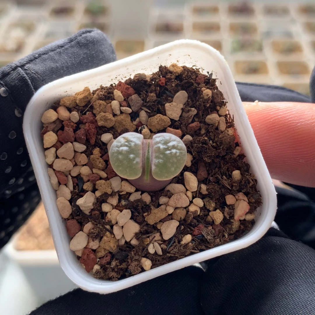 a251磁铁风铃母本