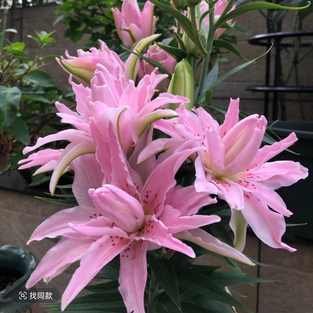 【戴安娜】重瓣香水百合种球