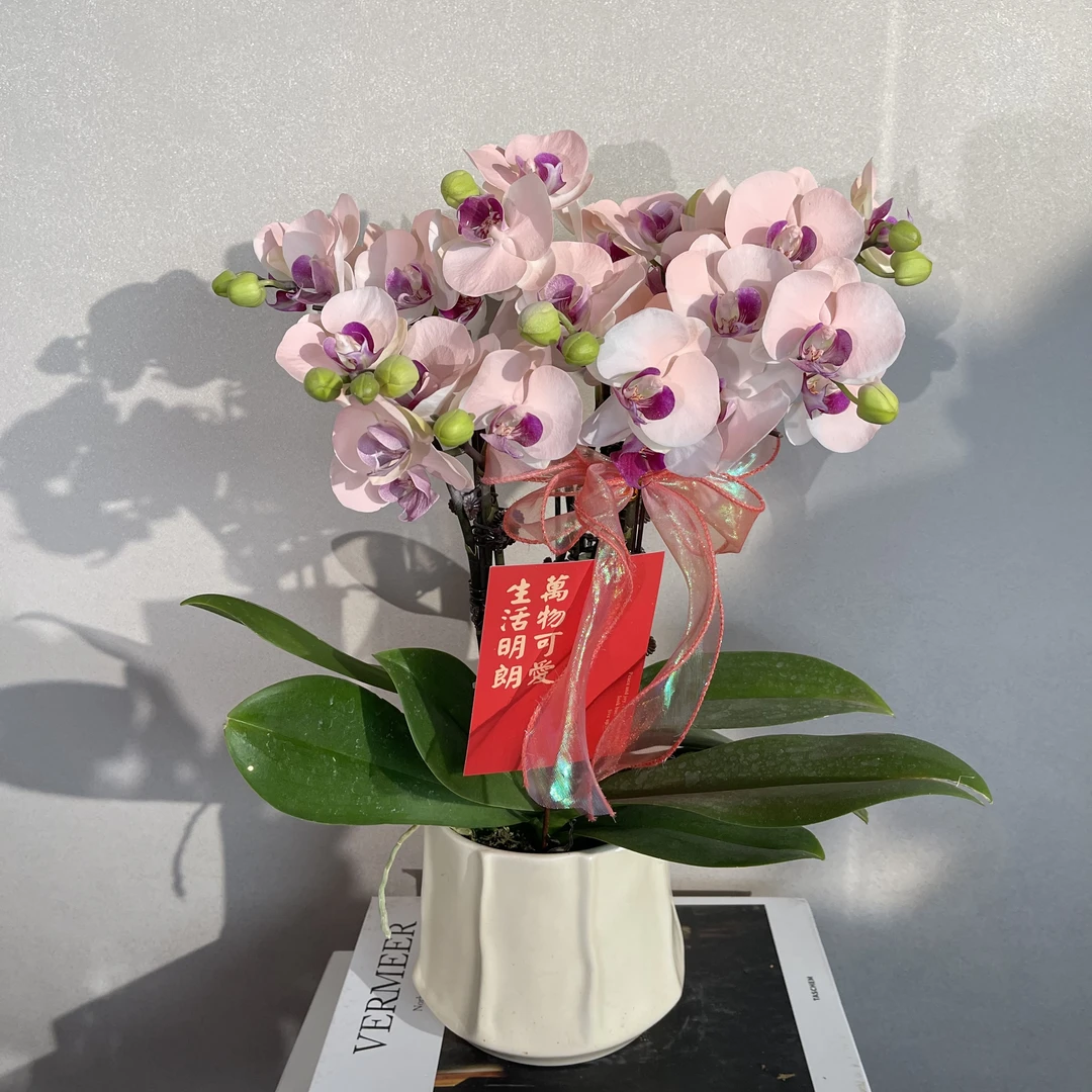 蝴蝶兰《粉雪山》稀缺艺术喷色工艺 好养耐养带花带花苞 产地直发
