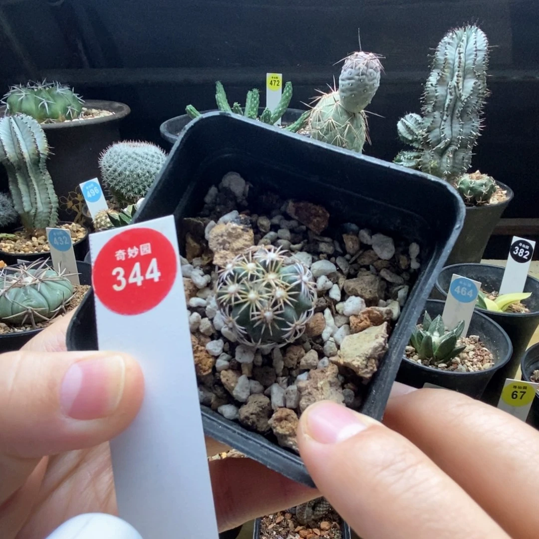 实生红廉玉2.4cm