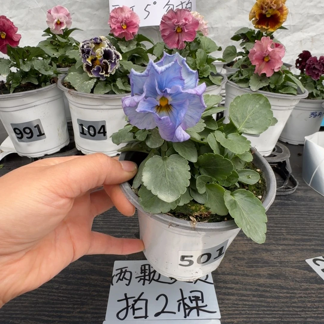 全部花朵501号神户蓝