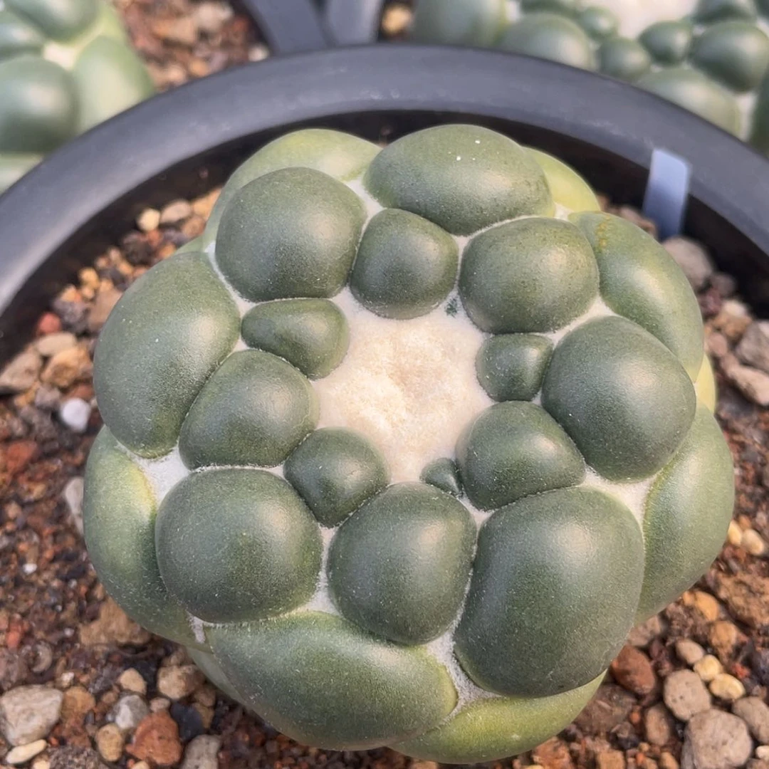 【闪购商品】实生无刺象牙