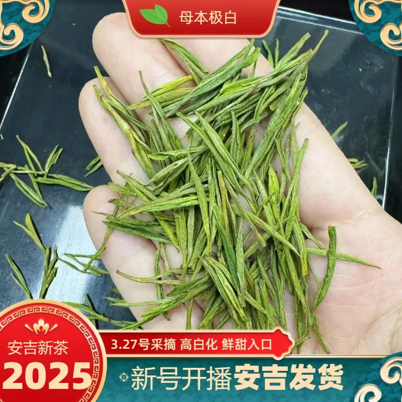 招牌【白姑娘】清香高扬正宗安吉原产地发货春季白茶25新茶A5