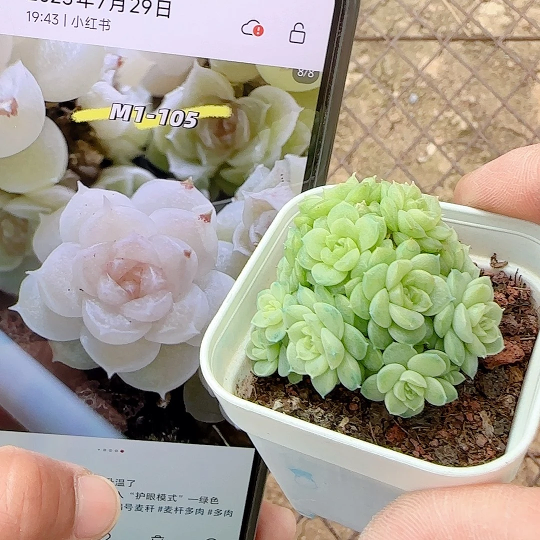 繁****1119-158（m1-105）专拍