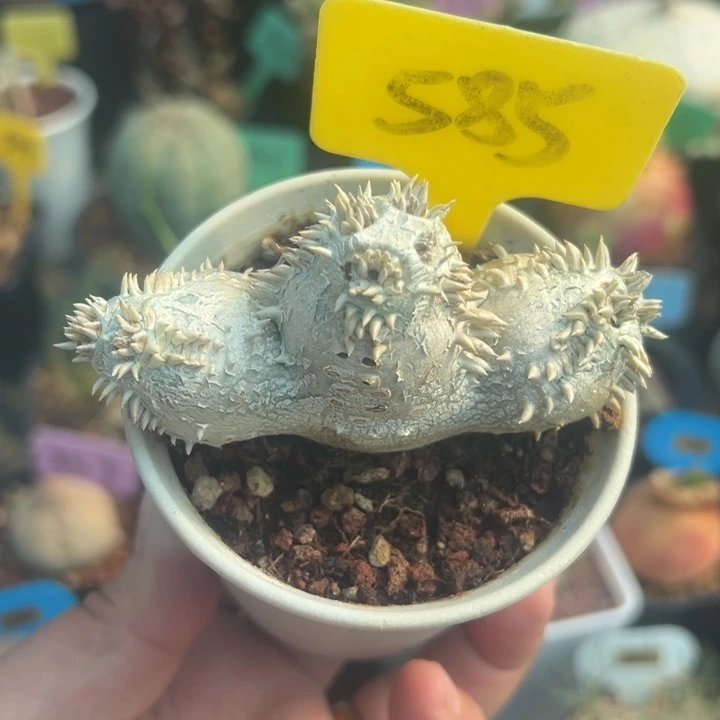 惠比须笑多肉植物