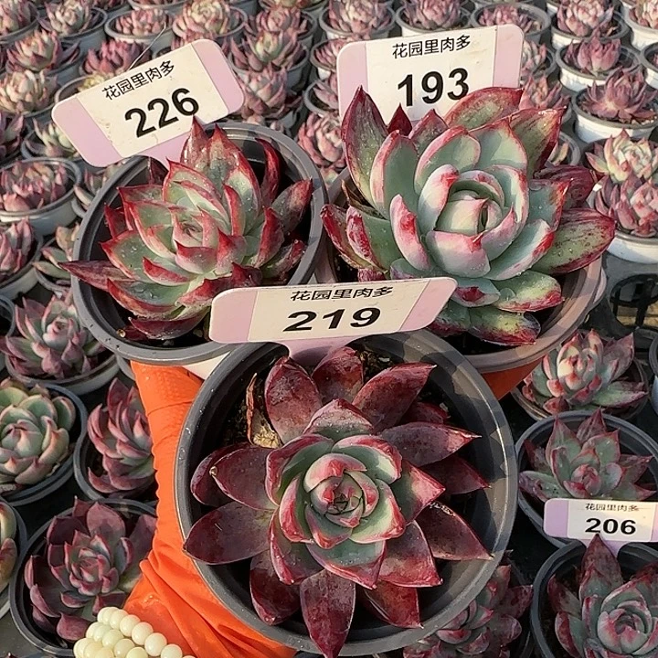 万***意226、193、219 惊鸿仙子多肉植物6-9cm