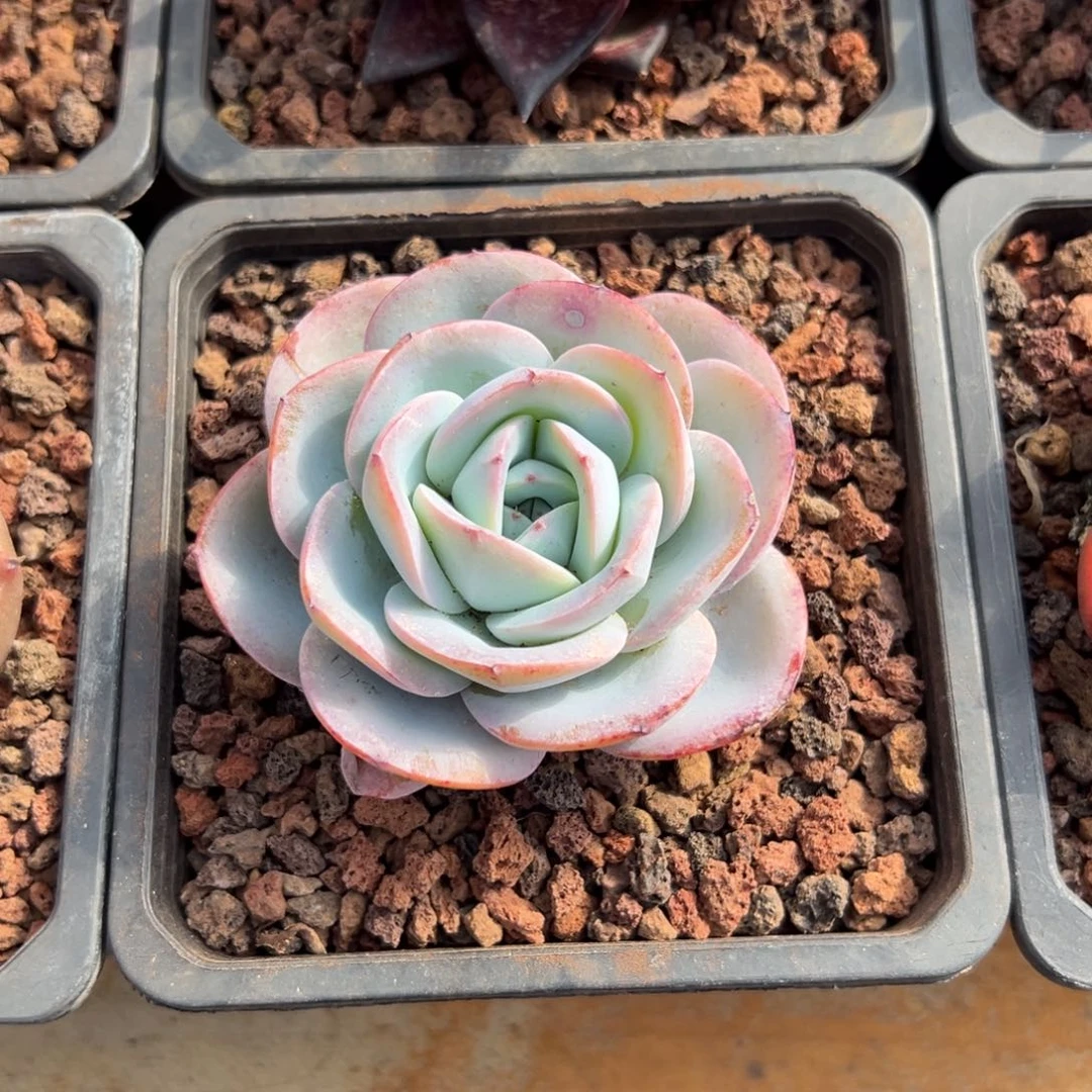 多肉布鲁蓝【非偏远满18包邮】