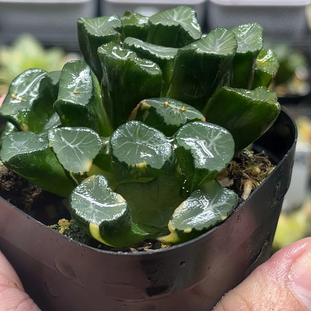 296四头稻妻万象锦