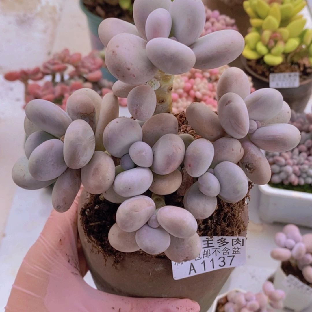 水光针奶酪12cm1137多肉植物