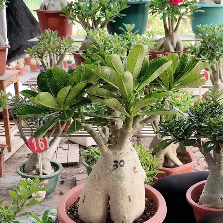 用***1完全开放沙漠玫瑰