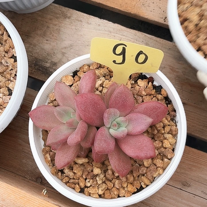 燕***贺菲90号码牌子的