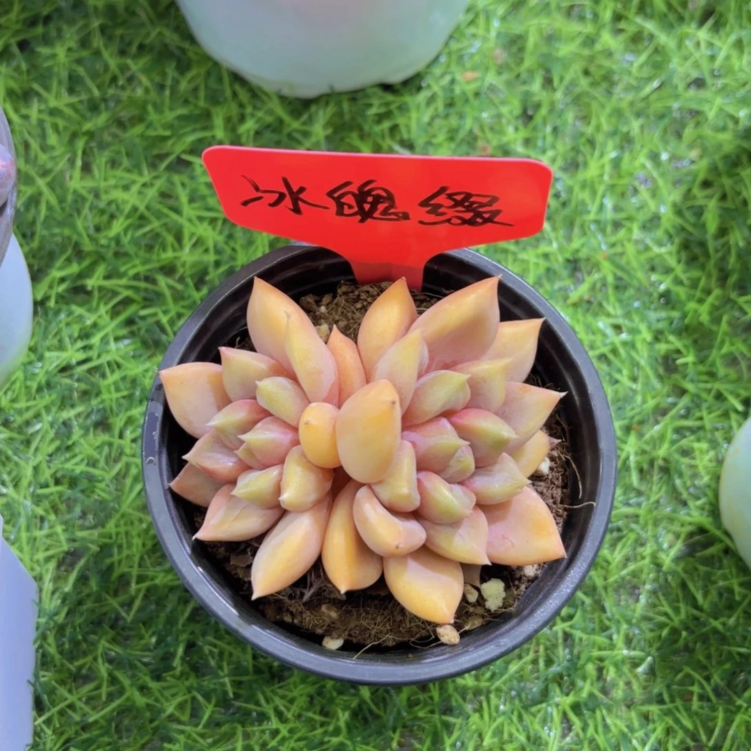 闻*我的小可爱们都好可爱