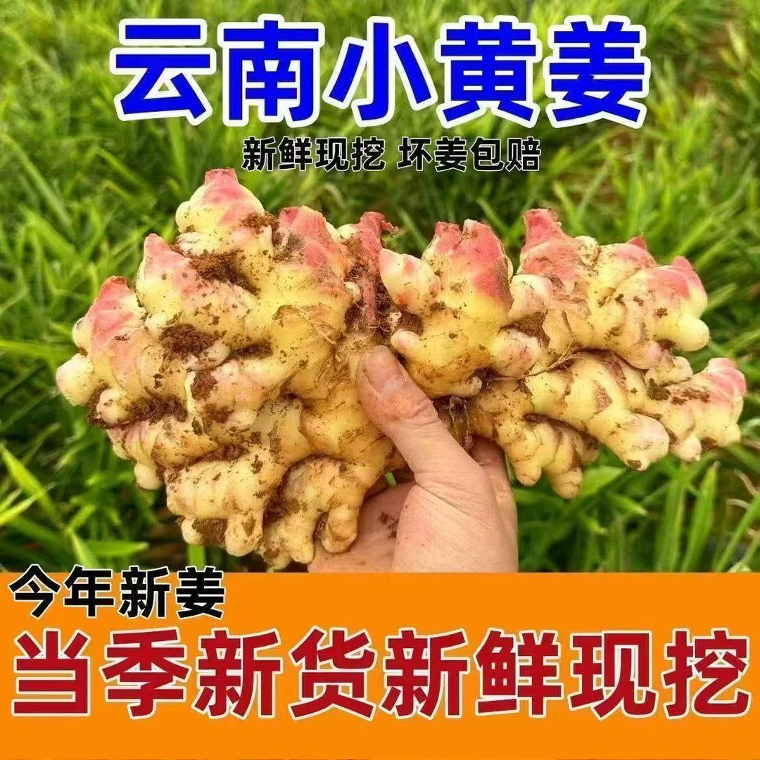Z云南小黄姜生姜新鲜现挖现发嫩姜新姜月子姜3斤5斤批发