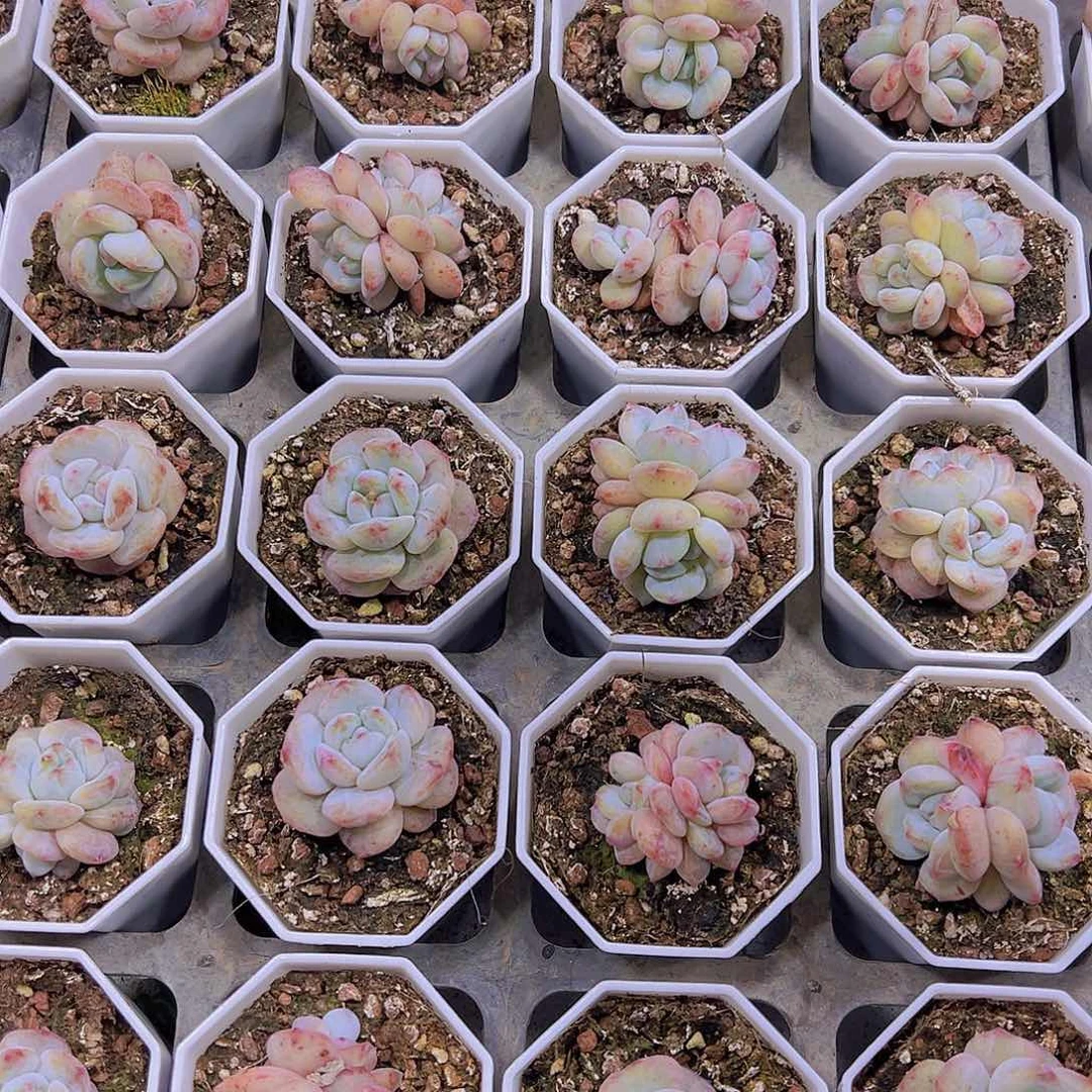 8家盆星影石化19包邮