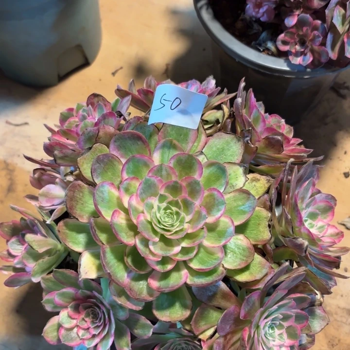 无花朵050特价孔雀翎无售后