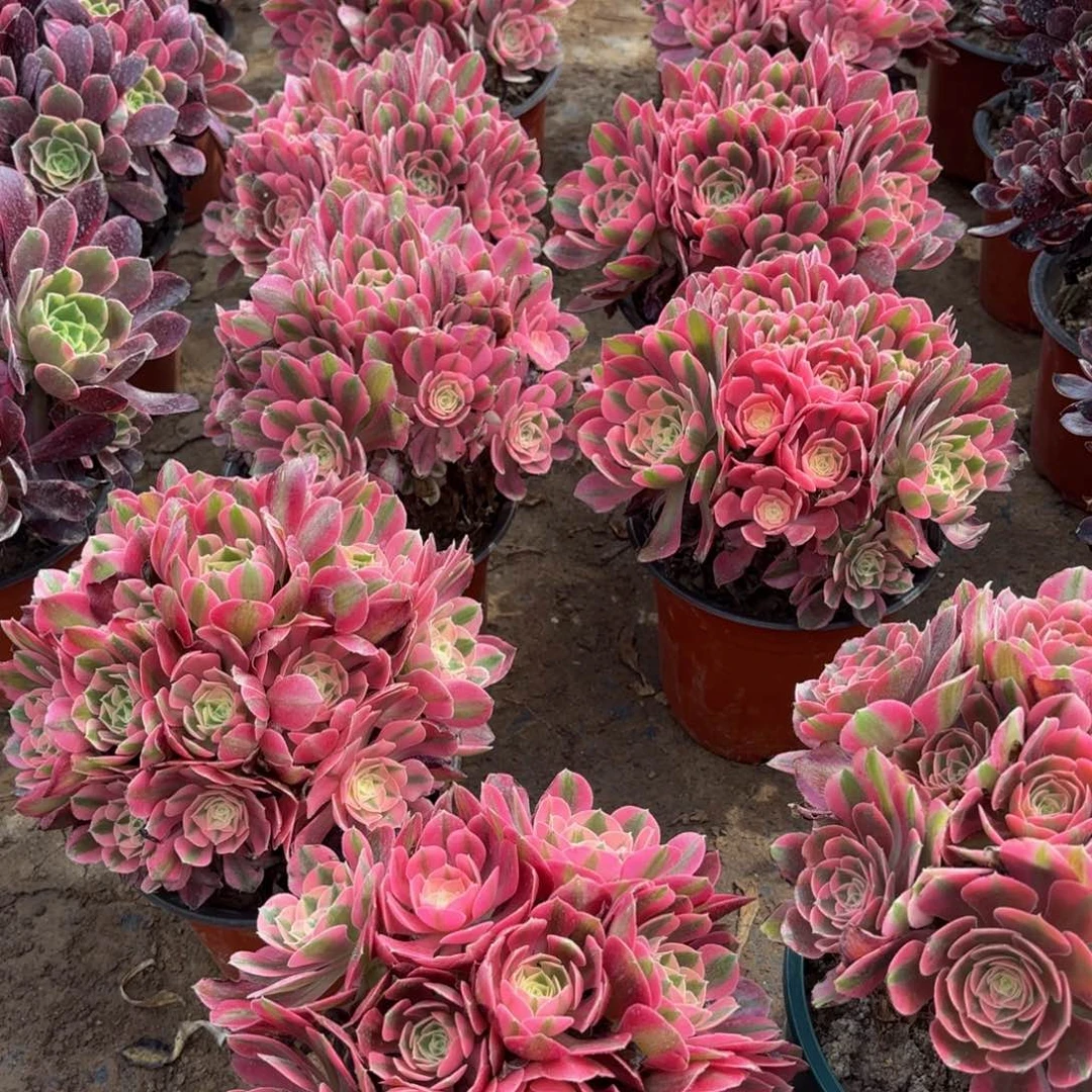 粉女巫绣球9.9多肉植物