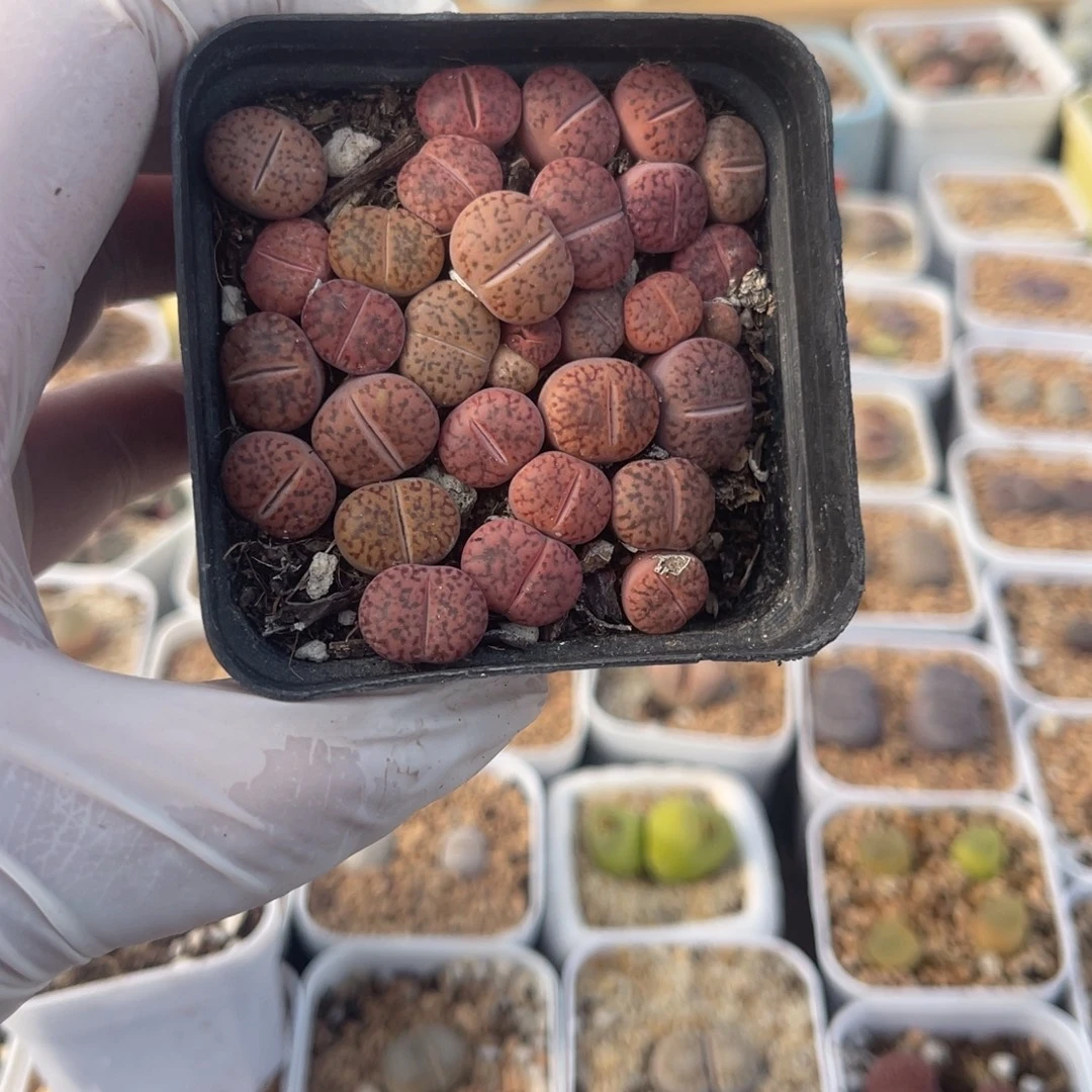 多肉植物一物一拍16