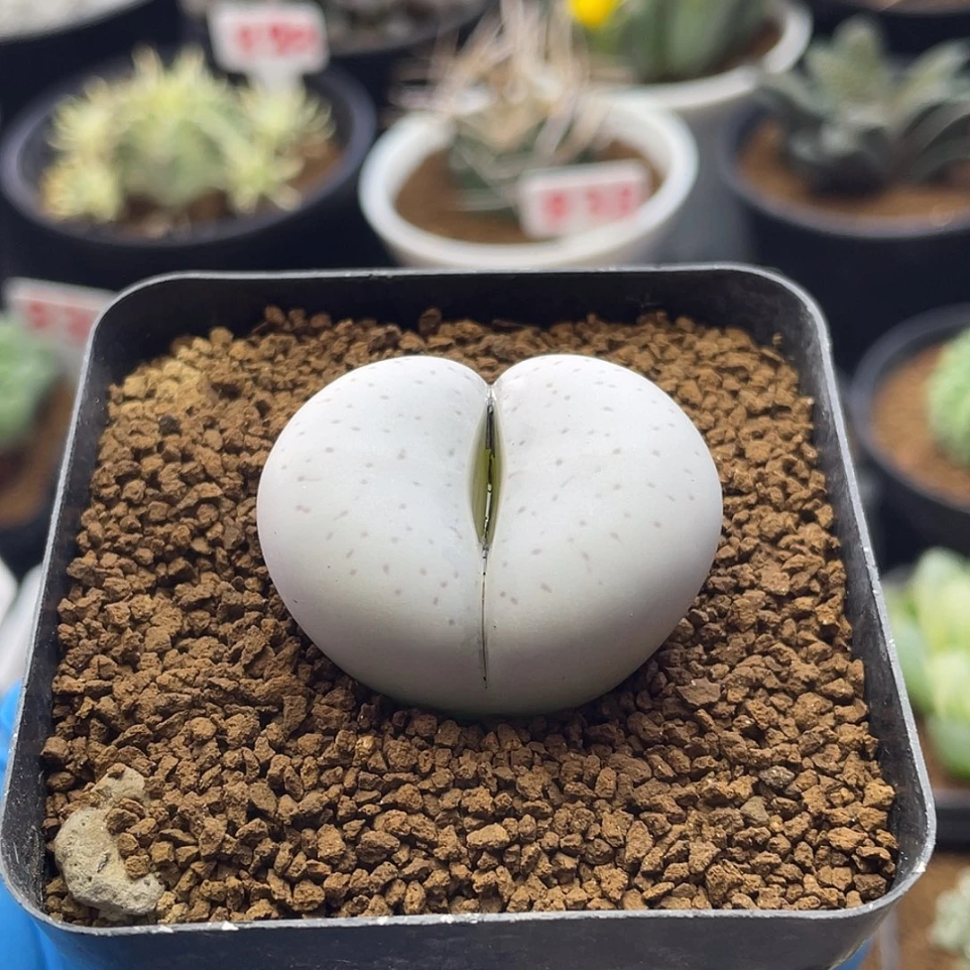 大白多肉仙人球仙人球