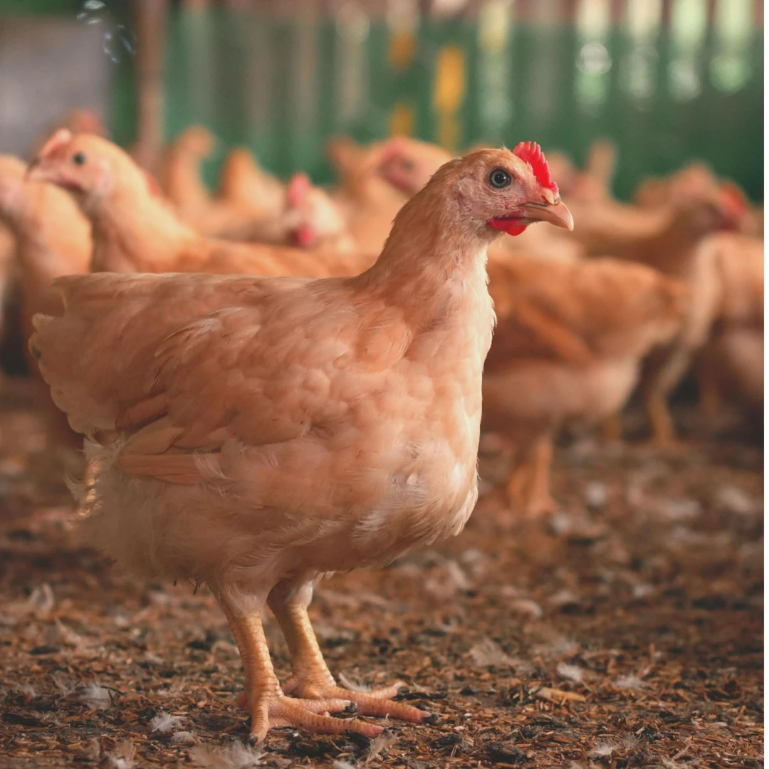 长尾宠物鸡天露黄  5只装1.5斤左右发货 顺丰快递 送货到家