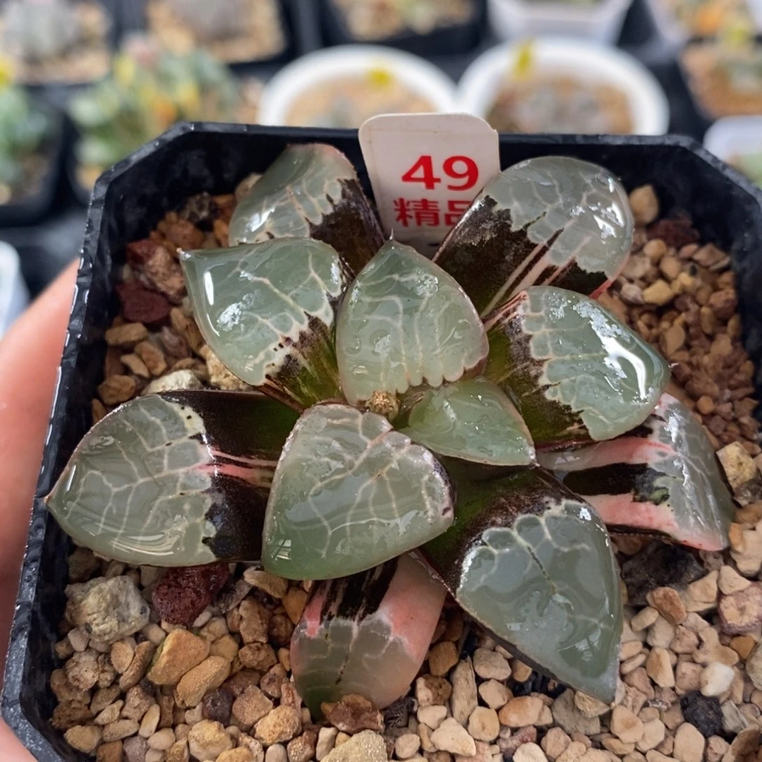 49火凤凰十二卷多肉