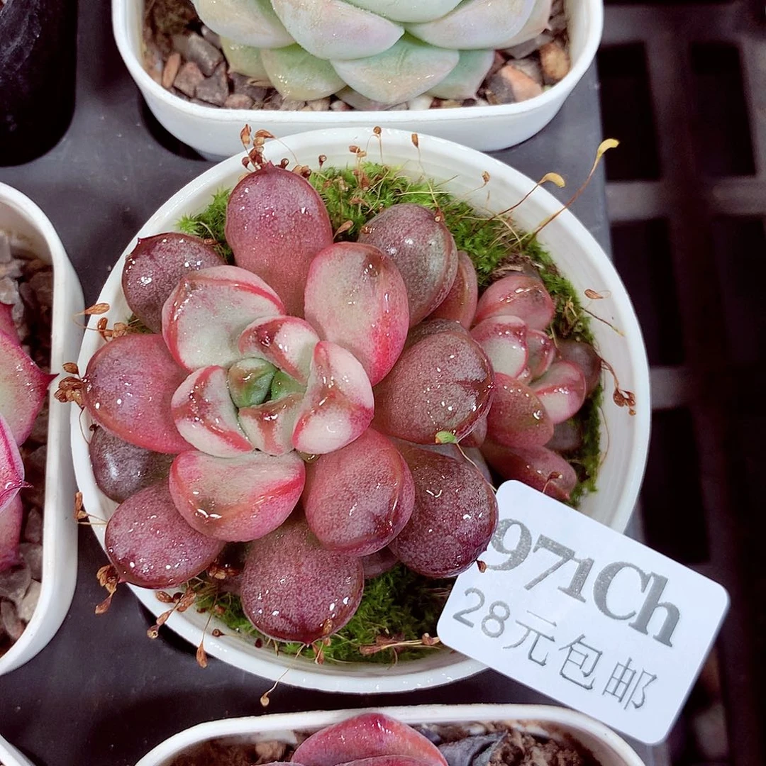 5厘米盆精控多肉971