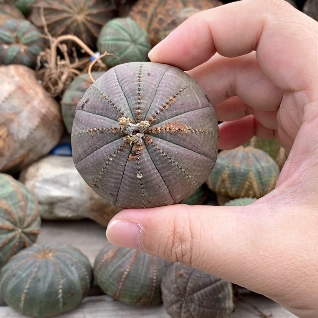 欧系布纹球一物一拍