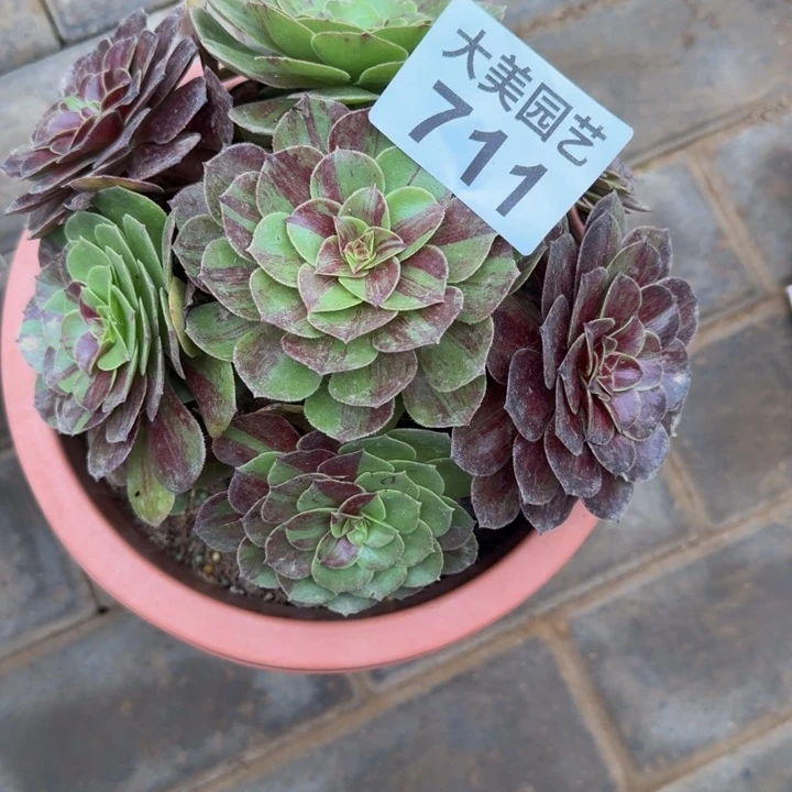 @***妹寄养花月夜福利711肉