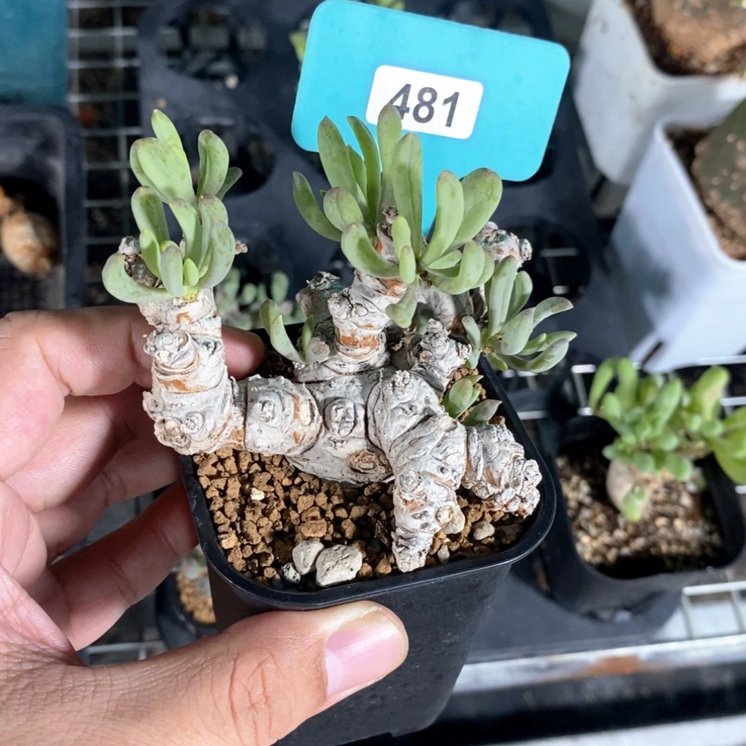 产地卡拉菲后墩菊多肉植物