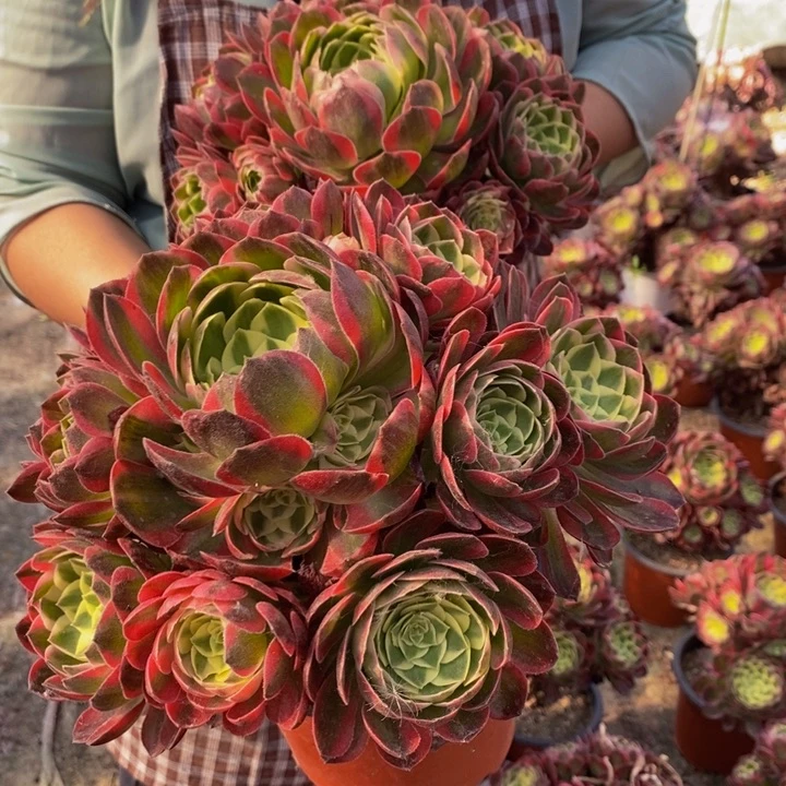 海王老庄一颗多肉植物