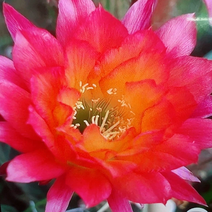 毛花柱 妹妹杏 侧芽 满20包邮