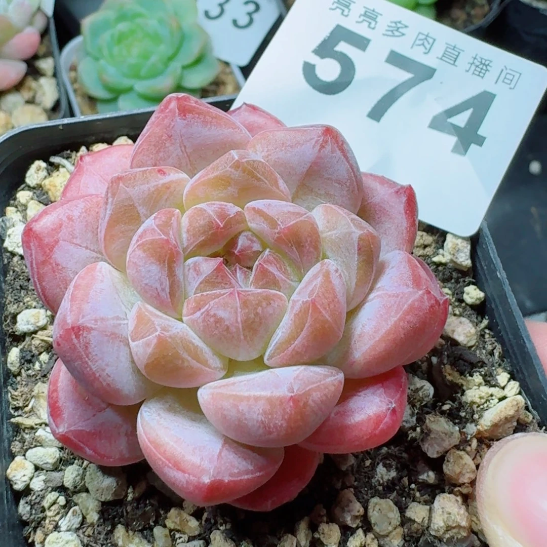 黛玉冰魄            精美多肉植物