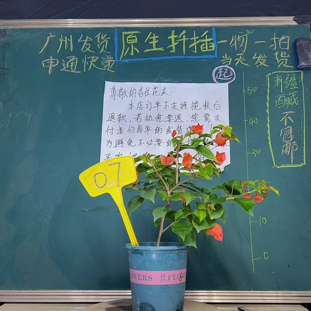 当前无花栽培后可以开花  暗斑夕阳红  07