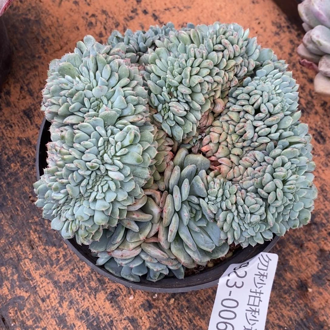勿秒拍秒退 923-6白胖子缀