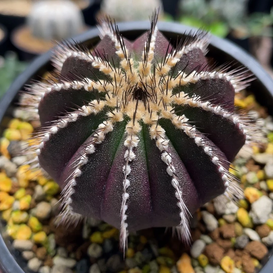 尤伯球实生养定的