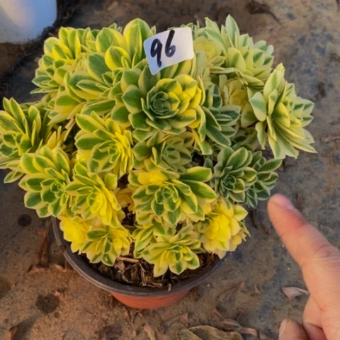 迈巴赫砍头朵朵母本砍头96多肉