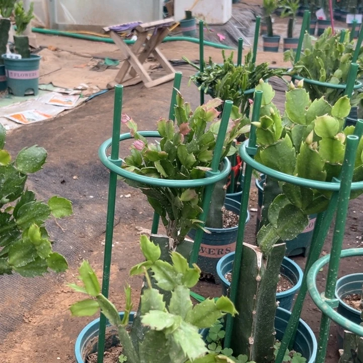 聊***李7号2228和036和20元土8斤