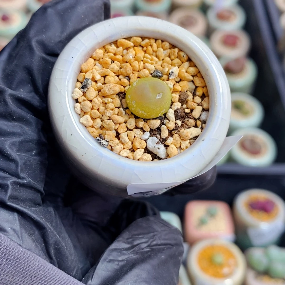 3684- 一物一拍 带盆