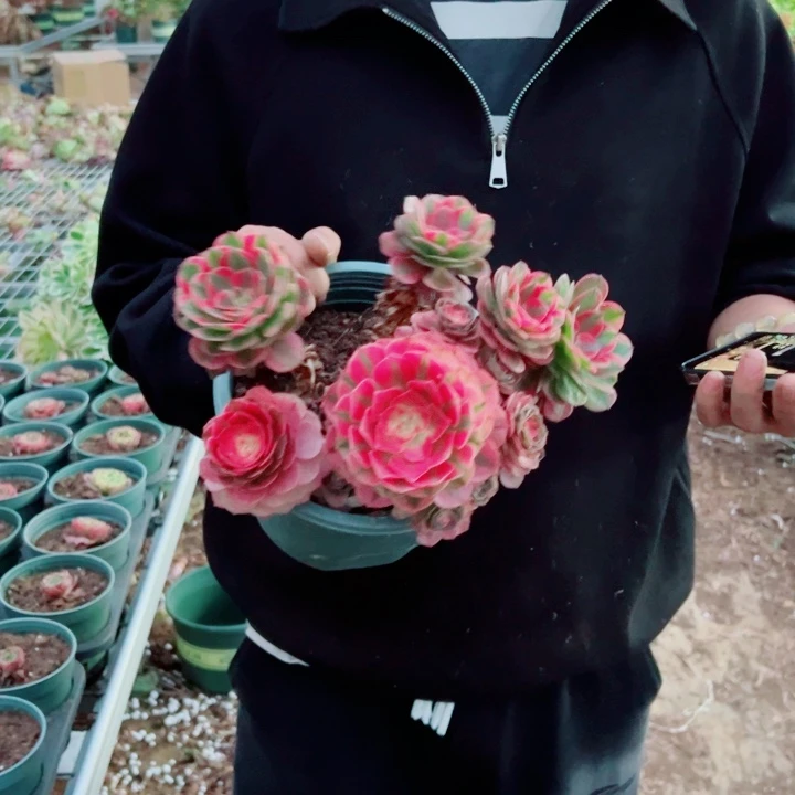 小颗荔枝群生多肉法师